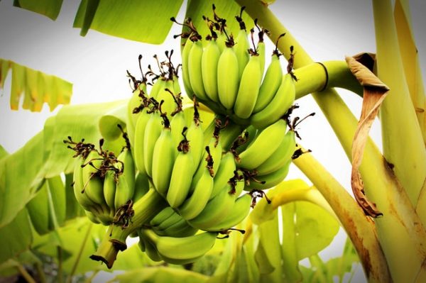 Buah Berserat Tinggi Untuk Pencernaan